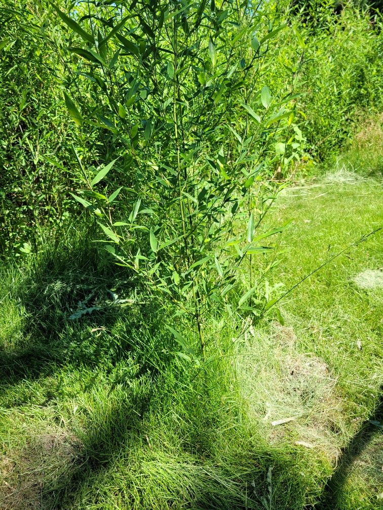 Bamboo