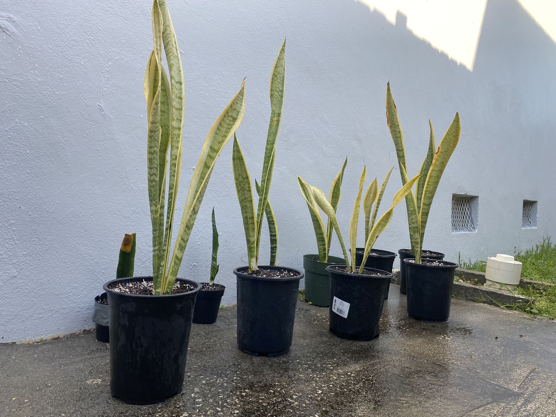 SnKe Plants