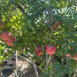 Pomegranates