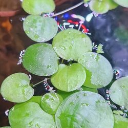 Frogbit Aquarium Floating Plant