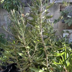 Planta De Mala Madre O Calanchoea Sedron Uña De Gato Insulina Micle