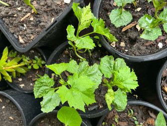 Luffa Gourd ,Bitter Melon Vegetable Fruit, 3 plants in a Pot