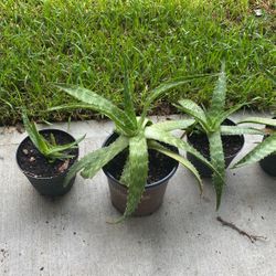 Aloe Vera Plants