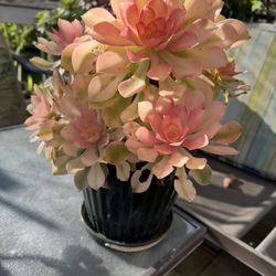 Fall In Love Korean Succulent Plant 