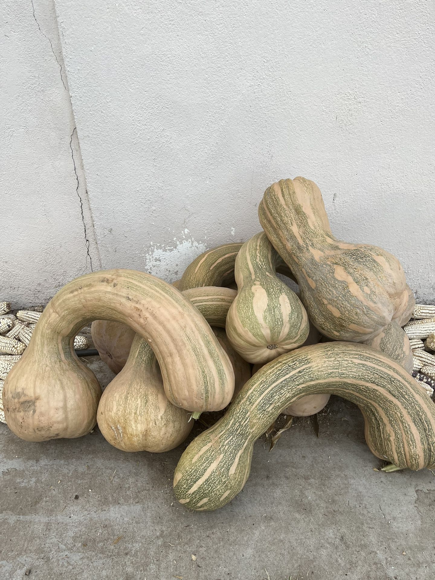 Calabazas Cultivadas Acá En El Rancho Precio Según El Tamaño De Calabaza