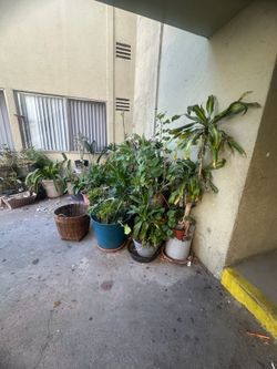 PLANT SALE- MAKE AN OFFER FOR EACH PLANT