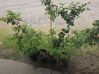 Crape Myrtles