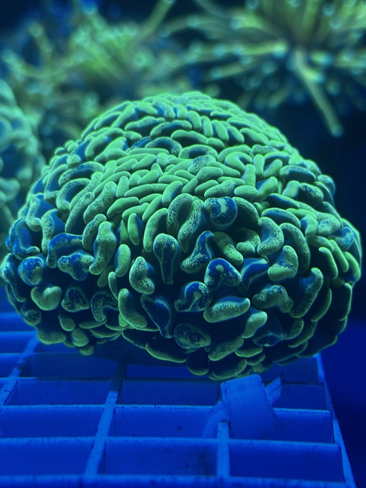 Fake Coral Decoration