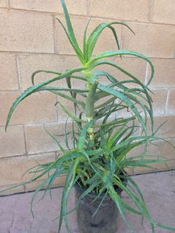 Aloe Vera Plant Medesinal