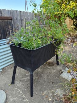 Raised Garden Bed