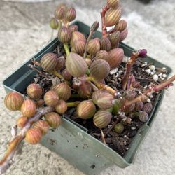 String Of Watermelon Succulent Plants 4” Pot