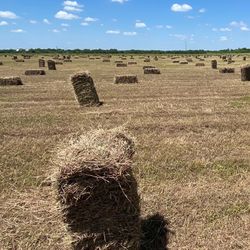 Hay Bales 