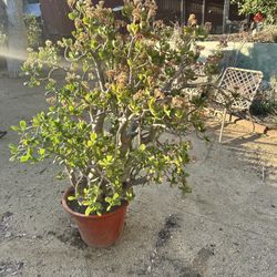 Large Potted Flowering Jade