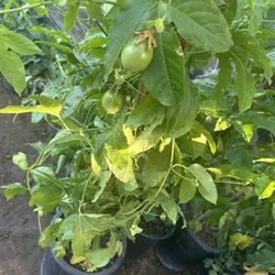 $35.00 EACH PASSION FRUIT PLANT’S🍃🪴/ MARCUYAS O PASIFLORAS 🍃🪴