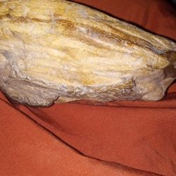 Fossilized Fresh Water Mussel ,Giant