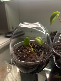 Raindrop Peperomia Plant