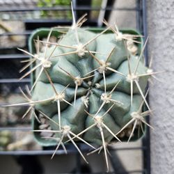 Gymnocalycium 