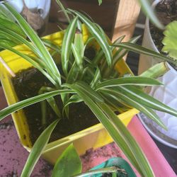 Spider Plants 