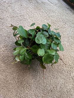 Heart leaf philodendron in terracotta pot