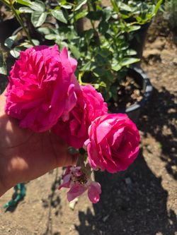 $60 PRETTY IN PINK EDEN CLIMBING ROSES 🌿