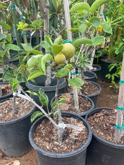 5 Gallon Size- Peach Trees- Pear Trees- Avocado Trees- Fig Trees- Guava Trees- Cherry- Nectarine Trees- Pomegranate Trees