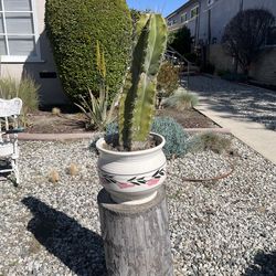 Title: Mature Columnar Cactus From 70-Year-Old Mother Plant – 32” Tall – Ceramic Planter – Indoor or Outdoor  Description: Healthy mature columnar cac