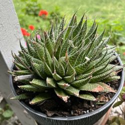 Planta 