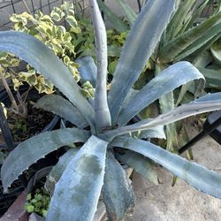 Planta