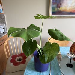 Monstera Deliciosa House Plant