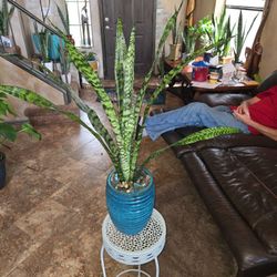 2ft 10in Tall Sansevieria Snake Plant In New Ceramic Pot With Stones And Sea Glass