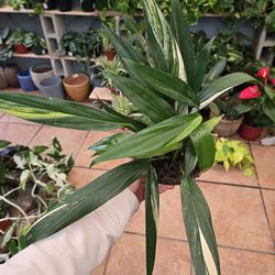 Epipremnum amplissimum 'Variegated'