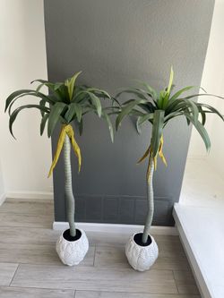 Two palm trees 50 inch