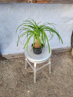 Ponytail Plant 6" Nursery Pot
