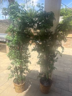 Silk trees