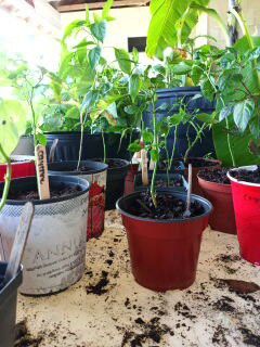 Cayenne peppers $1