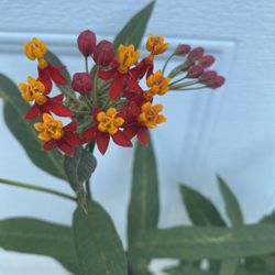 Tropical Milkweed ‘ Asclepias Sulky Deep Red Plant, In 1 Gallón Pot Pick Up Only