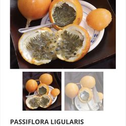 Yellow Passion Fruit Plant 