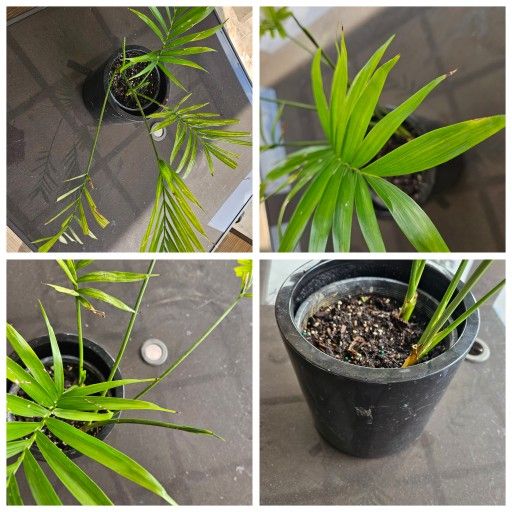 Established House Plants In Cute 8-10" pots, Individual Or Bundle