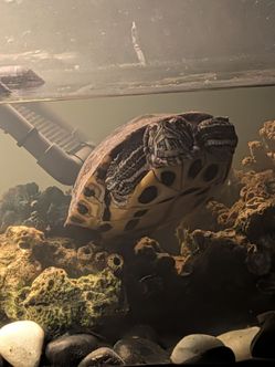 Large Female Turtle  🐢