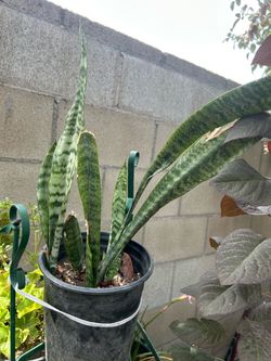 Lengua de suegra