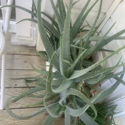 Aloe Vera Flower Pot