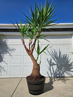 Old Yucca Bonsai Tree  ( OUTDOOR and INDOOR PLANT)