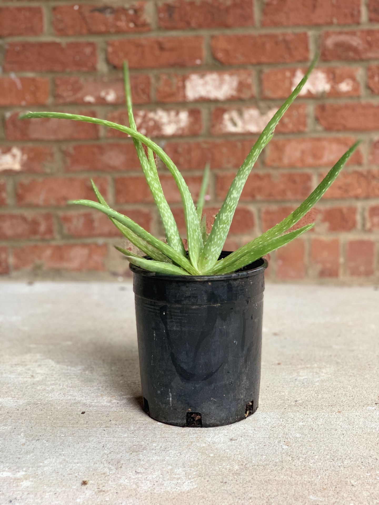 Healthy Aloe Vera plant