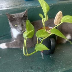 Golden Pothos Plant
