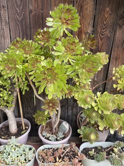 Large Jade And Various Succulents