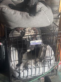 MidWest iCrate Dog Crate