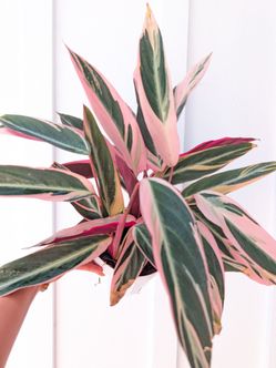 Calathea Stromanthe Triostar Plant 6" Pot - Indoor House Plants
