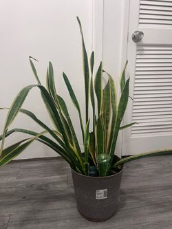 Plant Sale!