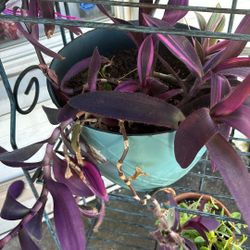 Purple Heart Plant 🌱 💜