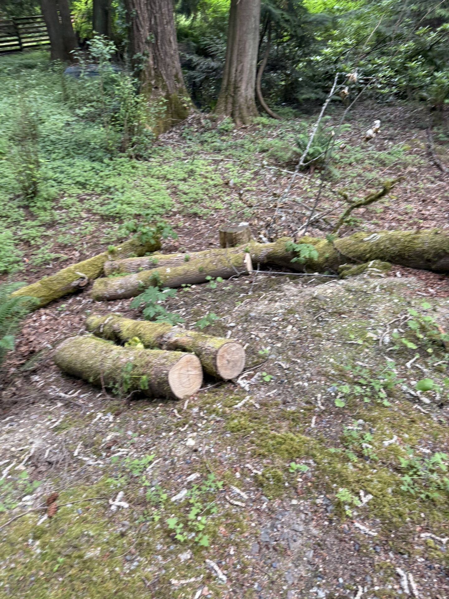 FREE Firewood…